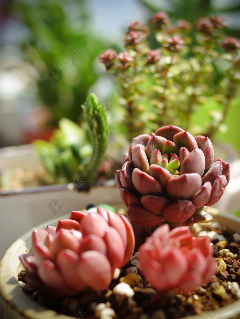 花 花草 植物 多彩 晴朗 鲜艳 艳丽 绿色 多肉