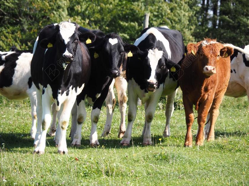 牛 小牛 牧场 农业 牛肉 性质 可爱 夏季 奶牛 农场