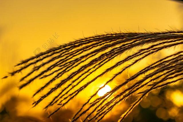 茅草 蒲苇 夕阳 伤感 金色