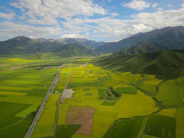 油菜花 青海 民乐