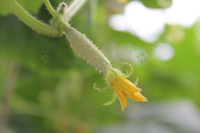黄瓜 蔬菜 绿色