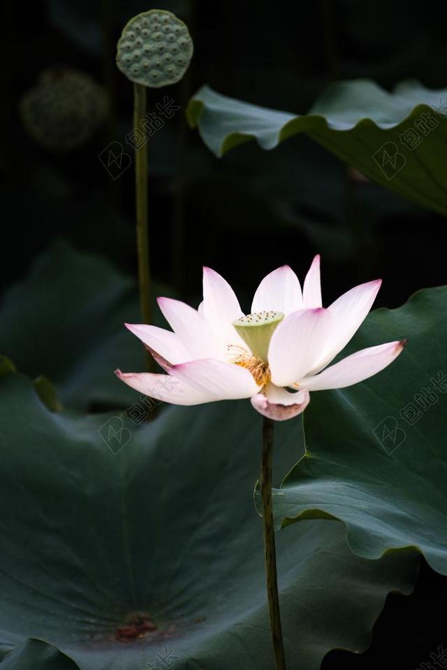 荷花 夏天 广州