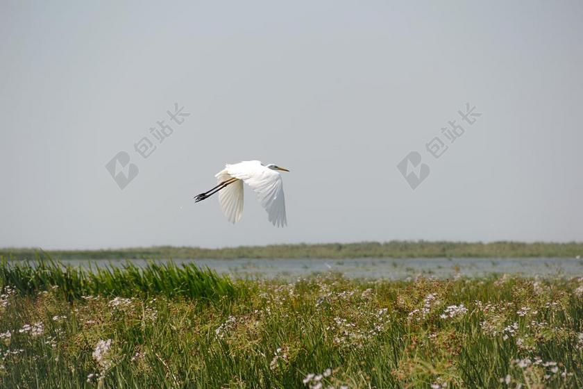 鸟 野生 自然 野生动物 多瑙河三角洲 水 异国情调 动物