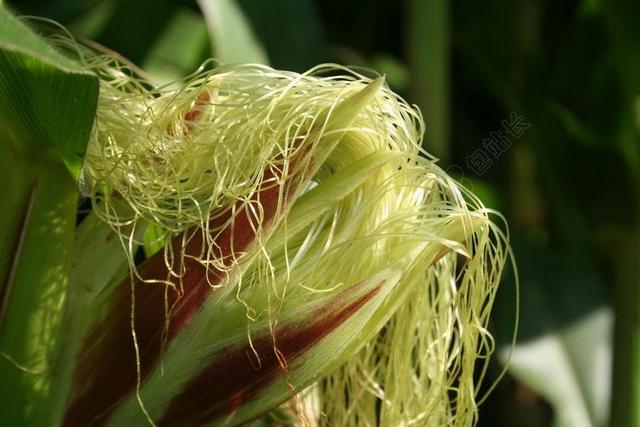 玉米棒 玉米 玉米穗轴头发上 甜玉米 蔬菜MAIS 玉米籽粒