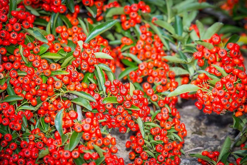 沙棘 SCHLEHE 布什 刺 STRAUCHARTIG