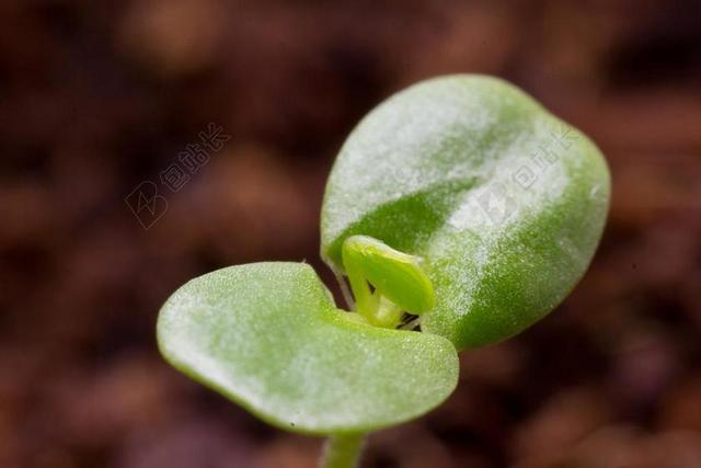 子叶 发芽 苗 分生 增长 绿色 前景色 植物