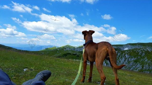 山 狗 性质 徒步旅行 天空 夏季 景观 皮带 德国杜宾犬