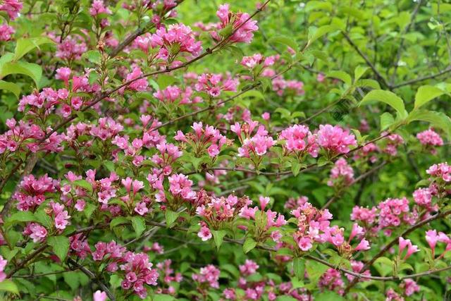 花草 開花 植物 桃紅 綠色、密集 春天 細枝