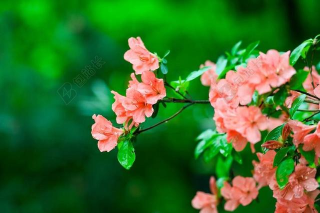 自然 植物 山 鲜花 杜鹃花 日本 绿色 新绿