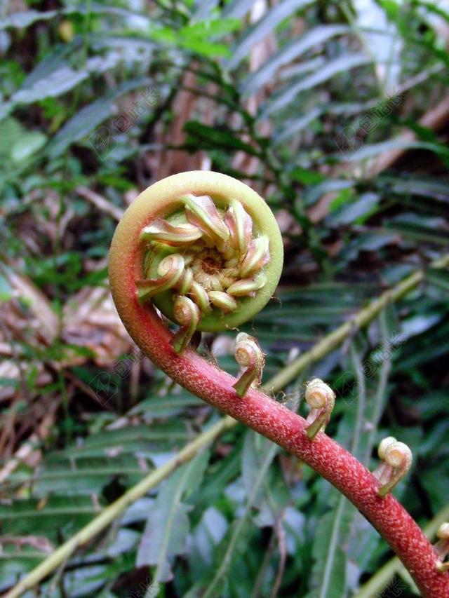 蕨 在萌芽的蕨类植物 春天 森林 罗斯托克 KRUPNYJ 计划