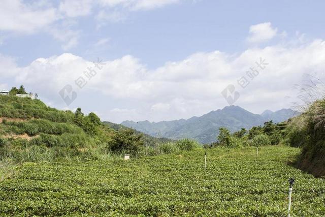 安溪铁观音 高山茶园 生态茶园