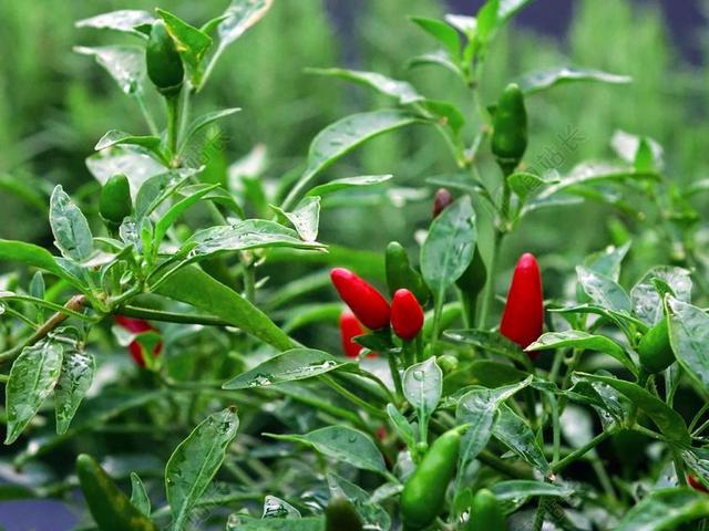 辣椒 辣椒水稻 鸟的眼睛辣椒 植物 绿色 红色 辣 烹饪