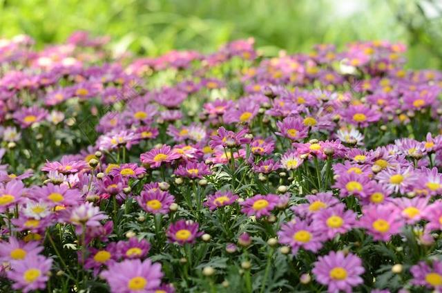 花 植物 花丛 红花
