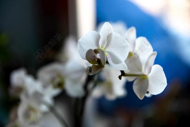 鲜花 花 兰花 蔬菜 精致的花朵 性质 如花 植物
