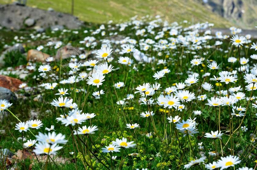 性质 春 鲜花 春天的花朵 绿色 景观 美丽 颜色 植物