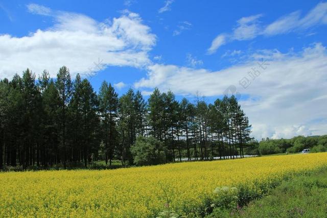 油菜花田 蓝天 白云
