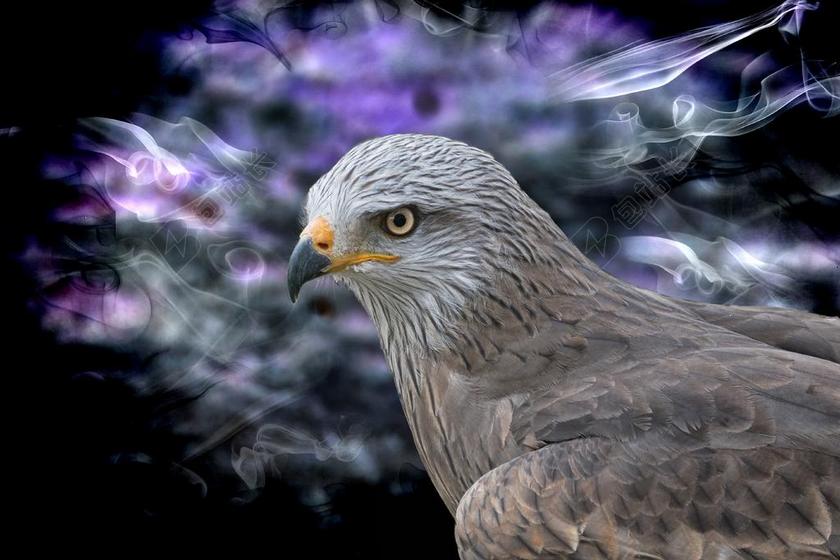 猎鹰 鸟 猛禽 鸷鸟 动物 性质 羽毛 野生动物 动物世界