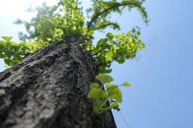 晴天 银杏 树叶