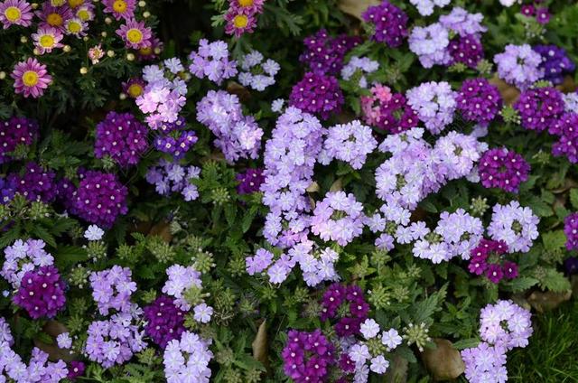 紫色 紫花 花 植物 花丛