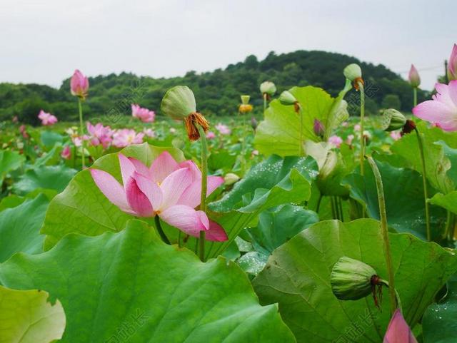 旅游自然湖北武汉花园里盛开的荷花背景图片