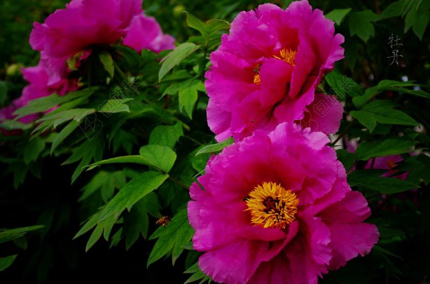 牡丹 国色 牡丹花