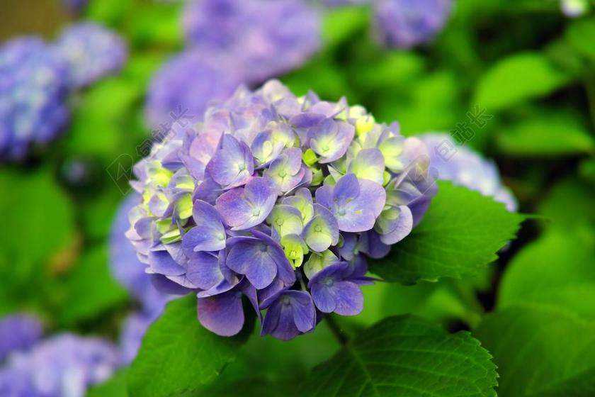 绣球花 在初夏 日本 自然 鲜花 绿色 植物 粉色 关闭