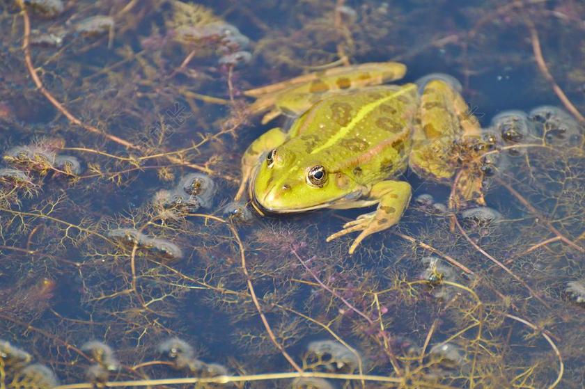 青蛙 池塘 花园池塘 水 水生动物 水蛙 蛙池 绿色的小青蛙