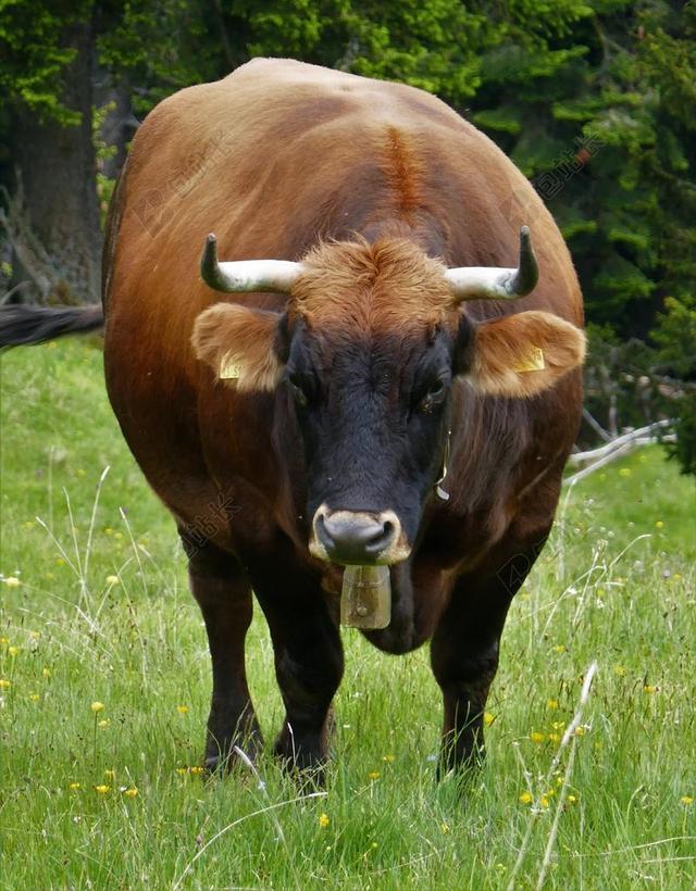 牛肉 牛 奶牛 牧场 农业 反刍动物 高原牛肉 草地 牲畜