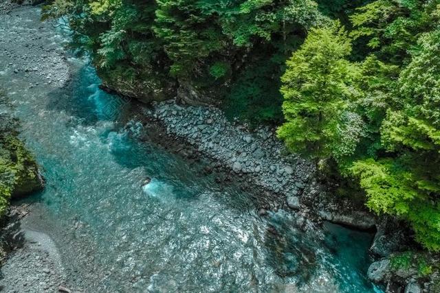 自然 森林 树 草 茂盛 植被 水 河 溪 岩 石头