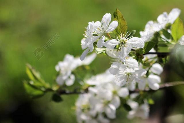 樱桃 性质 春天 白 花卉 木材 自然 孤立 起来 四月