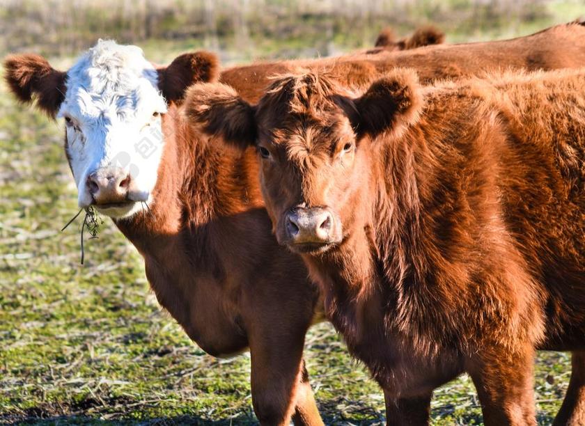 牛 动物 畜牧业 字段