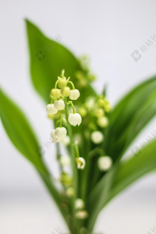 鹅口疮 花 钟 春天 1 ° 可能 铃兰
