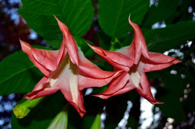响铃 花 明星 曼陀罗草树 BRUGMANSIA 植物 粉红色