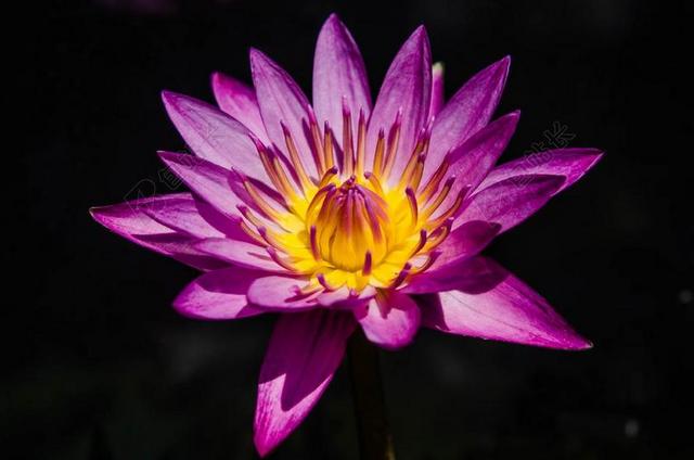 水百合 漂亮的紫色的水百合 睡莲 花 花园 湖 盛开