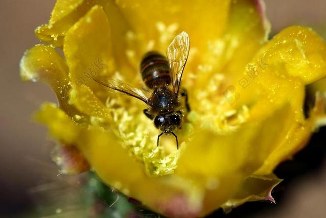 蜜蜂 仙人球 仙人掌花 蜜蜂在仙人掌花 黄色 黄色花 花 撒