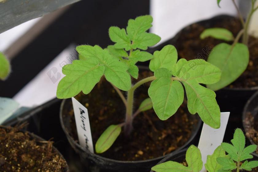 番茄 蕃茄 培养 苗 蔬菜 红色 新鲜蔬菜 素 垫 切割