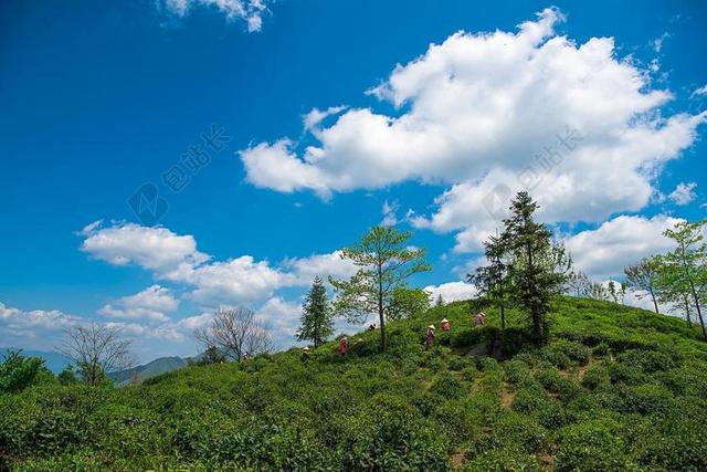 茶山 绿茶 茶叶