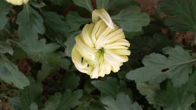 菊花 秋季 黄色 悠闲 花 重阳节