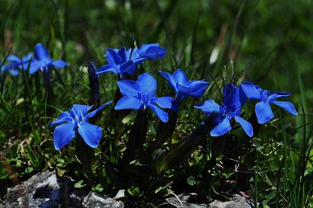龙胆 蓝色 关闭 花 蓝色龙胆 高山花卉 蓝色花 山花 性质