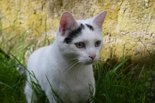 猫 动物 国内的猫 可爱的猫咪 好奇 性质 宠物 动物肖像