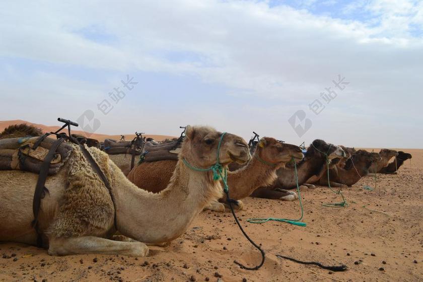 旅游清新摩洛哥沙漠 骆驼撒哈拉沙漠背景图片