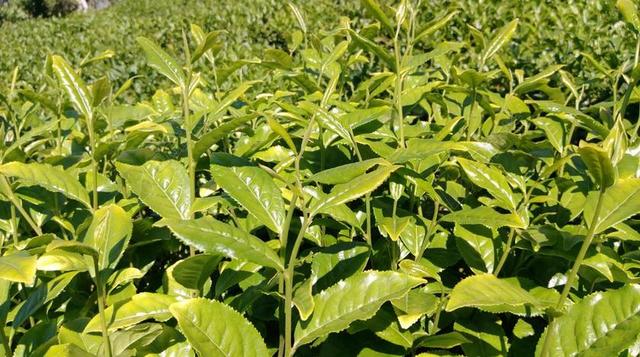 茶 茶园 植物 微小的树 叶子 绿色 场 伟大 泰勒 亚洲