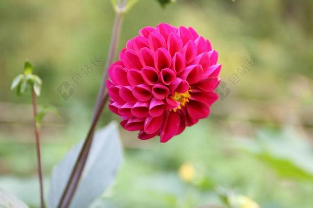 花 地瓜花 花草