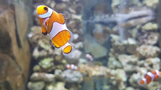 NEMO 鱼 水族馆
