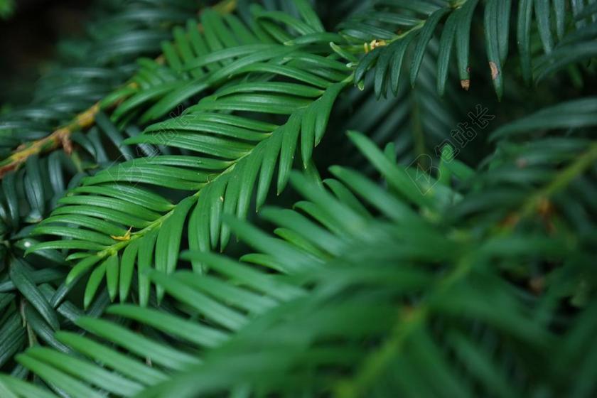 率 绿色 针叶树木 植物 树 林 常绿 性质 森林 冷杉
