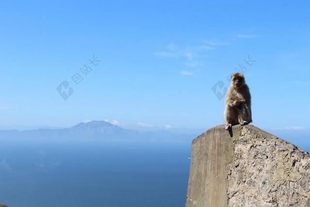 摄影清新独坐岩石的猴子背景图片