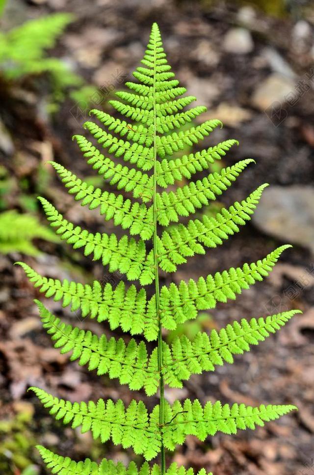 蕨类植物 植物 自然 植物区系 绿色