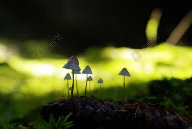森林 蘑菇 秋季 性质 苔 树菌 秋天的开始 森林蘑菇 活