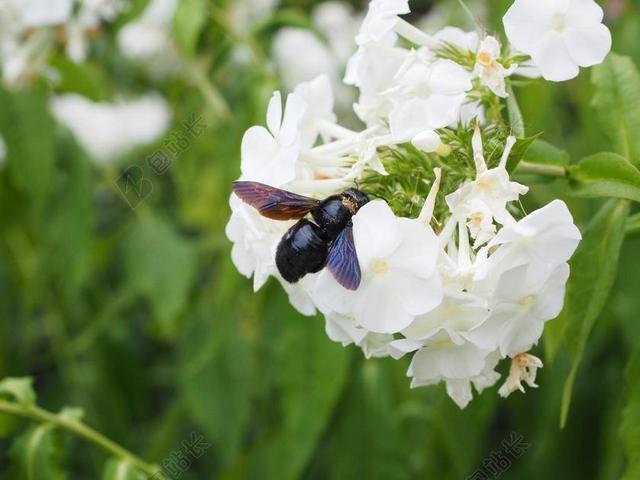 蓝色的大木蜜蜂 蓝色的是黑的木蜜蜂 紫翅膀木蜜蜂