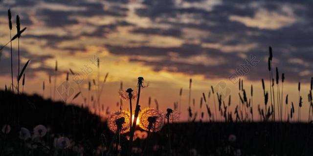 蒲公英 普通的蒲公英 路边 日落 太阳 夕阳 草地